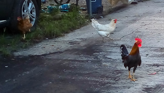 [A black rooster with its brown head and red headress walks across a driveway. An all-white hen walks across a different section of driveway. A brown hen walks in the grass at the edge of the driveway and beside the tire of a vehicle.]